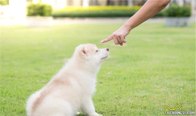 狗狗不听话，是小时候没教好，训犬师给8个建议纠正狗坏习惯