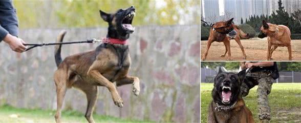 马犬价格下降了，很多人却不敢养，原因有5个