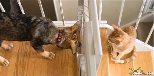 猫咪狗狗不和，可能主人一开始做错了！用这4步让它们慢慢熟悉