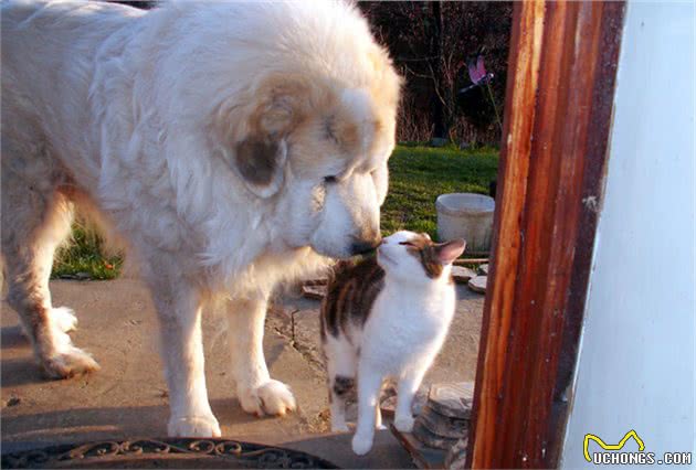 猫咪狗狗不和，可能主人一开始做错了！用这4步让它们慢慢熟悉