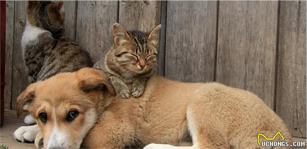 猫咪狗狗不和，可能主人一开始做错了！用这4步让它们慢慢熟悉