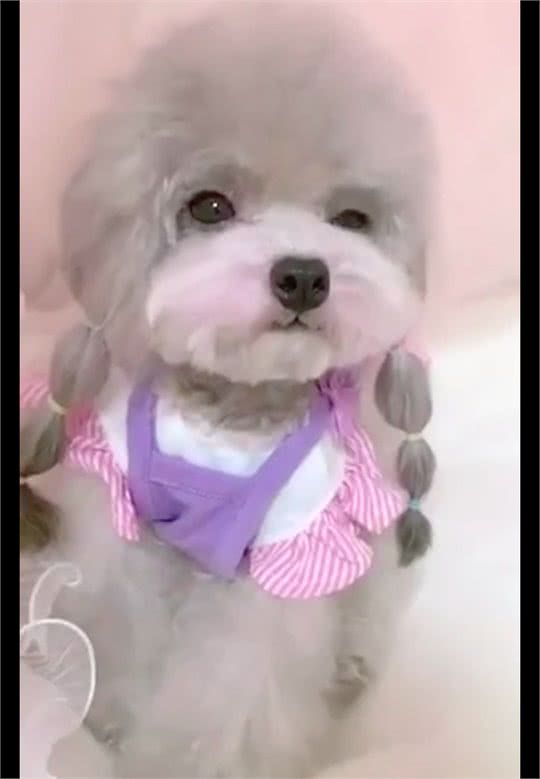 狗狗穿裙子扎辫子涂腮红，好像是一位小姑娘，长得也太好看了吧