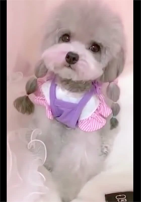 狗狗穿裙子扎辫子涂腮红，好像是一位小姑娘，长得也太好看了吧