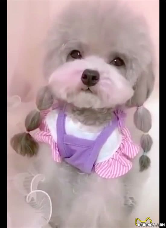 狗狗穿裙子扎辫子涂腮红，好像是一位小姑娘，长得也太好看了吧