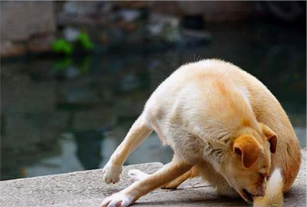 狗狗为什么要追着“尾巴”咬？背后是有原因的