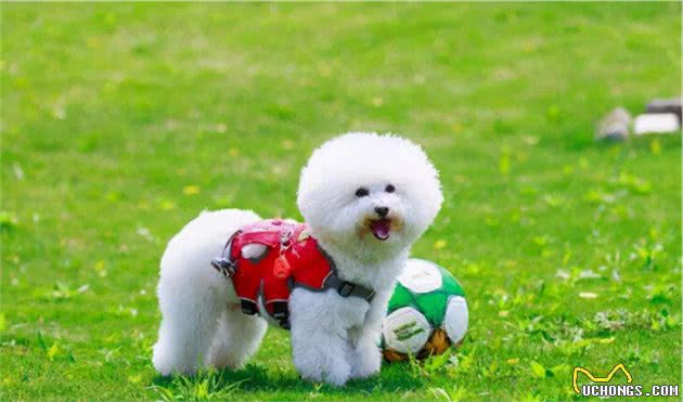 狗狗为什么要追着“尾巴”咬？背后是有原因的