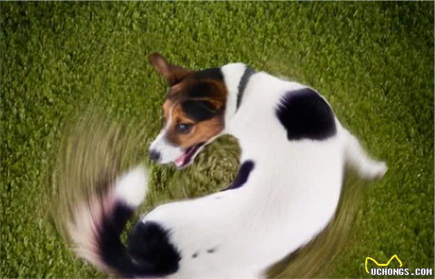 狗狗为什么要追着“尾巴”咬？背后是有原因的