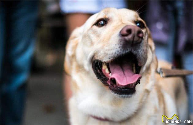 狗狗为什么要追着“尾巴”咬？背后是有原因的