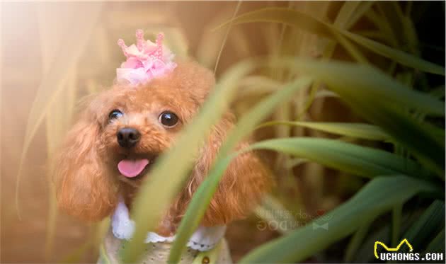 第一次养狗推荐贵宾犬！体型小不掉毛，智商排名第二易训练