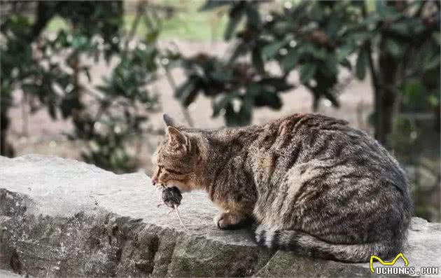 “宠物猫”和“土猫”，到底有什么区别？