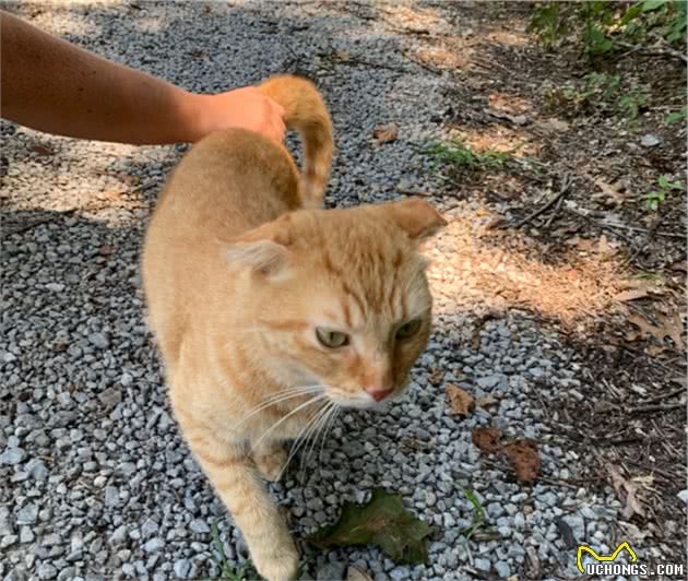 折耳猫走丢3个月，却跟巴哥犬结伴流浪，主人心灰意冷又养了只猫