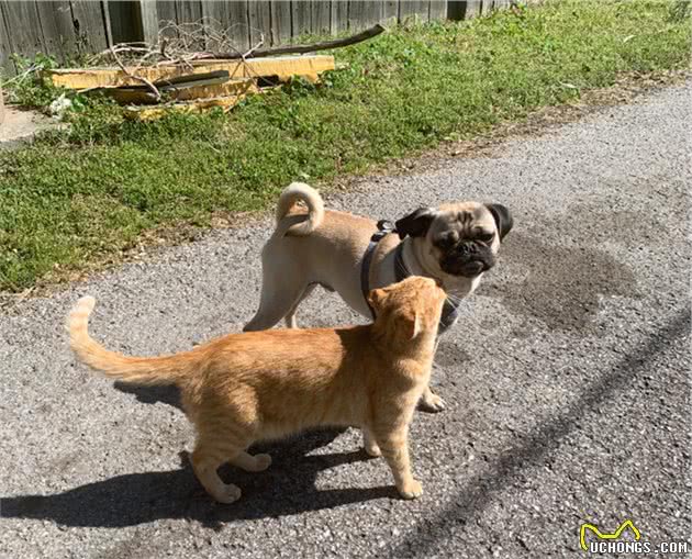 折耳猫走丢3个月，却跟巴哥犬结伴流浪，主人心灰意冷又养了只猫