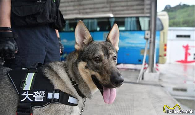 33万买一只淘汰警犬，买的是什么