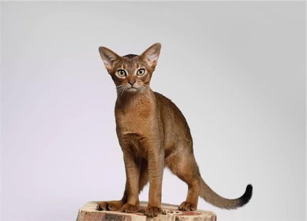 这些小众的猫咪品种，你见过几个？