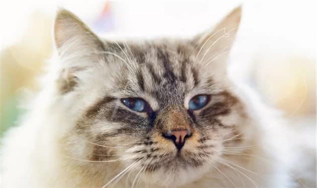 这些小众的猫咪品种，你见过几个？