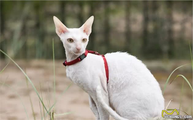 这些小众的猫咪品种，你见过几个？