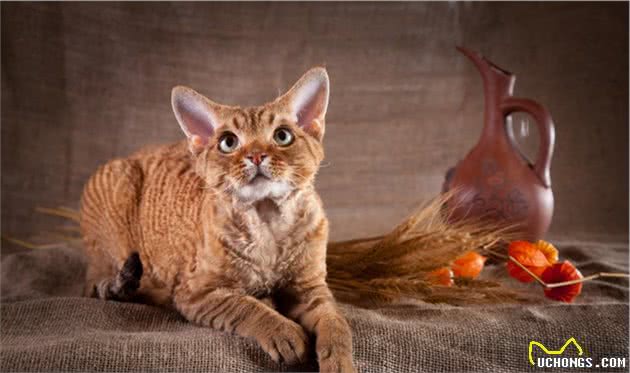 这些小众的猫咪品种，你见过几个？