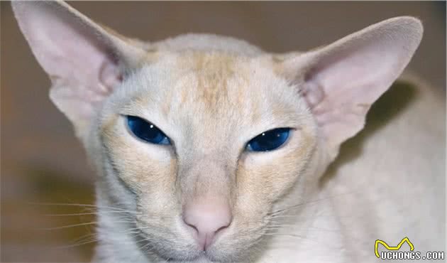 这些小众的猫咪品种，你见过几个？