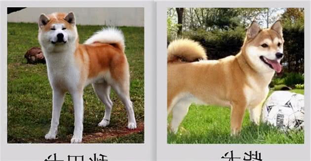 柴犬和秋田犬有什么区别？哪个更适合养？