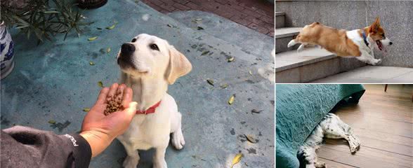 狗狗超级“有安全感”的5种表现，你家狗中了几条？