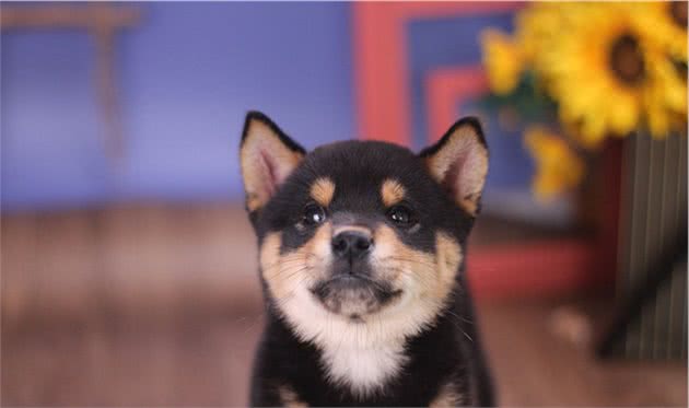 柴犬饮食禁忌！不看不知道，一看吓s狗