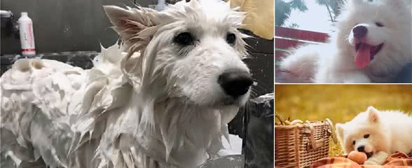 萨摩耶毛发粗糙怎么办？