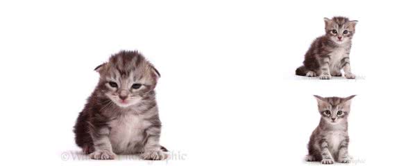 实拍缅因浣熊猫的成长记录，三个月大是最调皮可爱的！