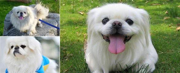 京巴犬漂亮又可爱，现在为啥少人养了呢？原因有七个
