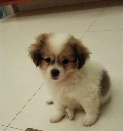 解决狗狗眼屎多的办法