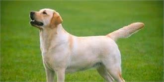 最适合家庭养的十种大型犬