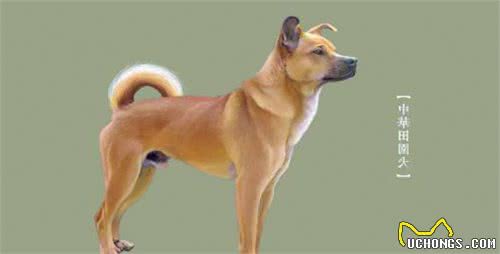 最适合家庭养的十种大型犬