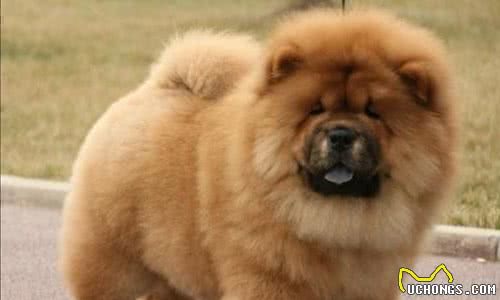 最适合家庭养的十种大型犬