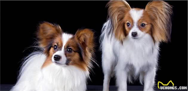 最适合家庭养的十种大型犬