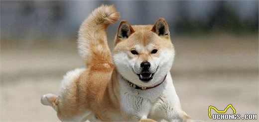 最适合家庭养的十种大型犬