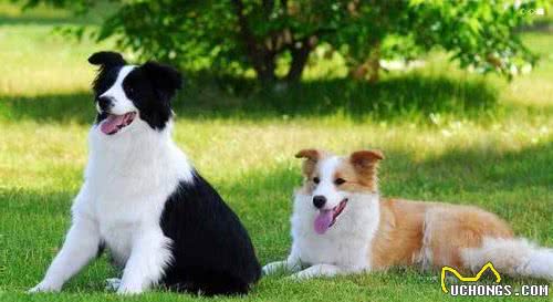 最适合家庭养的十种大型犬