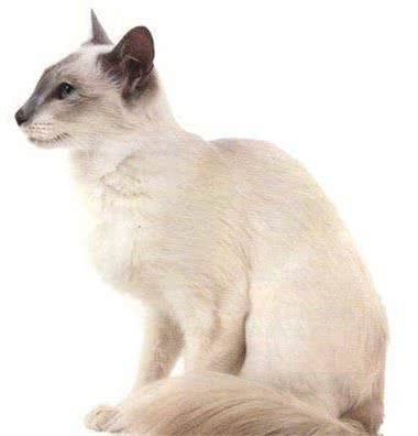极具吸睛力的巴厘猫