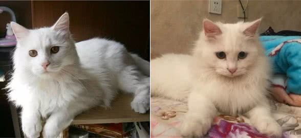 国产最美猫咪—临清狮子猫