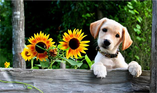 狗狗这辈子，最希望去这几个地方，你家狗子能去几个？