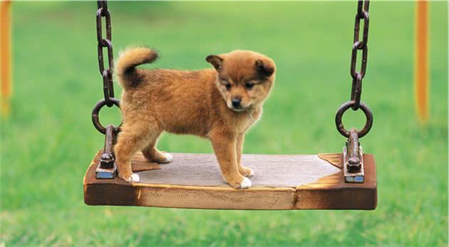 狗狗这辈子，最希望去这几个地方，你家狗子能去几个？