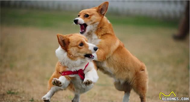 狗狗这辈子，最希望去这几个地方，你家狗子能去几个？