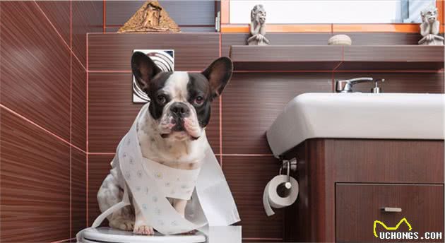 狗狗这辈子，最希望去这几个地方，你家狗子能去几个？