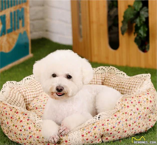 狗狗这辈子，最希望去这几个地方，你家狗子能去几个？