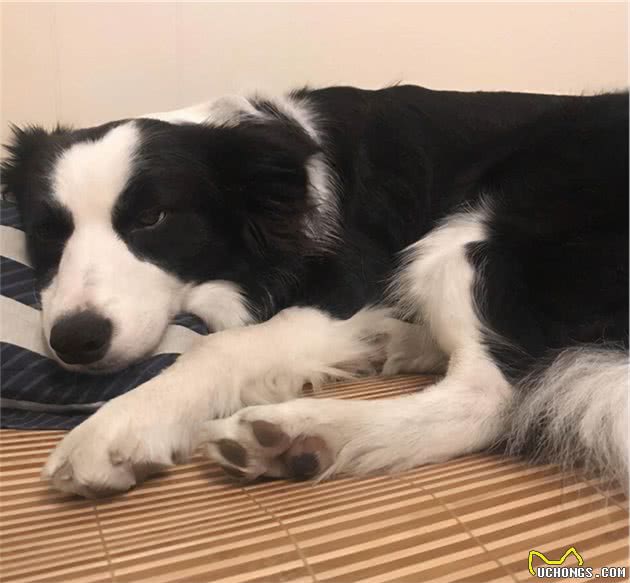 狗狗这辈子，最希望去这几个地方，你家狗子能去几个？