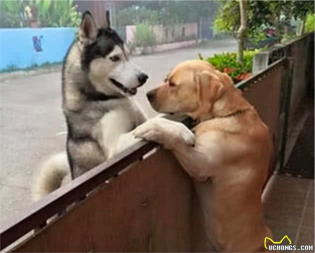 狗狗这辈子，最希望去这几个地方，你家狗子能去几个？