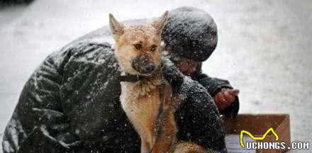 狗狗这辈子，最希望去这几个地方，你家狗子能去几个？