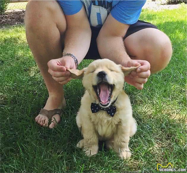 狗狗这辈子，最希望去这几个地方，你家狗子能去几个？