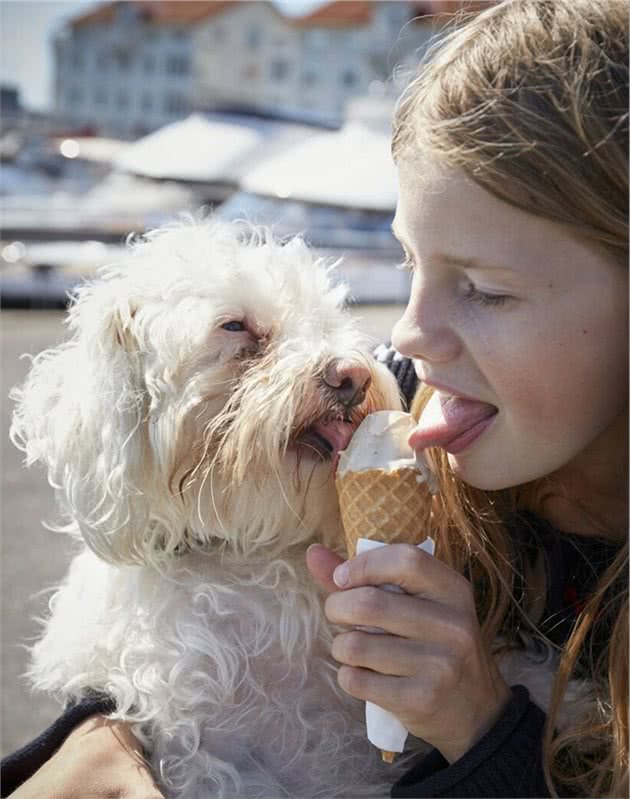 比熊犬这些行为，都是想要表达它真的很爱你