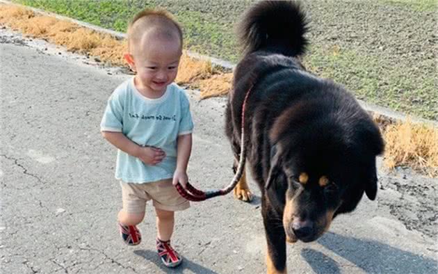 百斤藏獒陪伴四岁幼童出门，靠吨位保护小主人，提供充足安全感