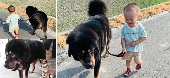 百斤藏獒陪伴四岁幼童出门，靠吨位保护小主人，提供充足安全感