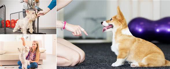 狗的运动方式有哪几种？